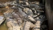 Furious Mob Butchered Nearly 300 Crocodiles in Indonesia to Avenge Local's Death