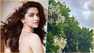 Deepika Padukone Wonders About Absence of &lsquo;White Flower Emoji&rsquo; on Instagram, Fans Leave Her Comments Section Blooming