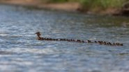 Photo of Mama Merganser Duck and Cr&eacute;che of 76 Ducklings Going for a Swim on Minnesota Lake Is Viral (Watch Video)