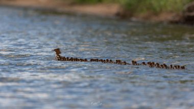 Photo of Mama Merganser Duck and Créche of 76 Ducklings Going for a Swim on Minnesota Lake Is Viral (Watch Video)