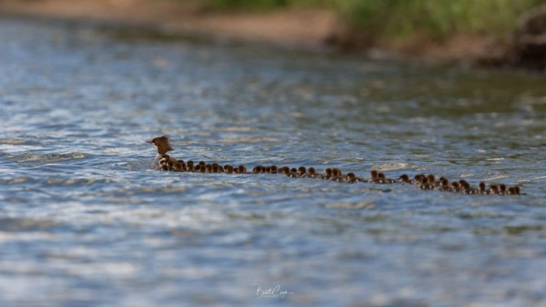 Photo of Mama Merganser Duck and Créche of 76 Ducklings Going for a Swim on Minnesota Lake Is Viral (Watch Video)