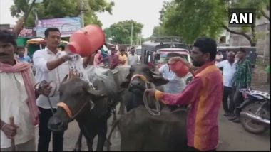 Maharashtra Dairy Farmers Bathe Buffaloes in Milk, Distribute It to Children to Protest State-Wide Strike on Milk Supply