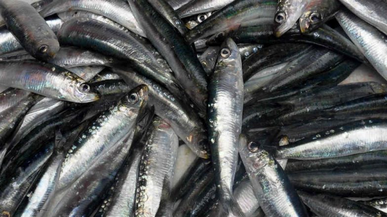 Amid Formalin Scare in Fish, Long Transportation of Seafood Results in Stale Fish in Mumbai Market