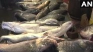 Cancer-Causing Chemical Formalin Found in Imported Fish in Assam Market