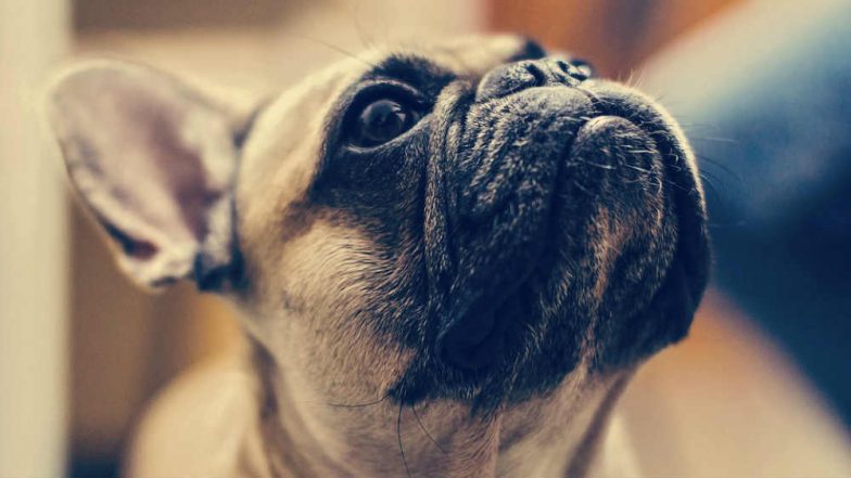 JetBlue Saves French Bulldog Mid-Air With Oxygen Mask Setting an Example for Airlines That Mistreat Animals