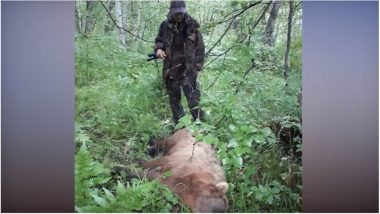 Brown Bears Eat 20 Corpses in a Cemetry in Russia, Including that of a Child: Watch Video