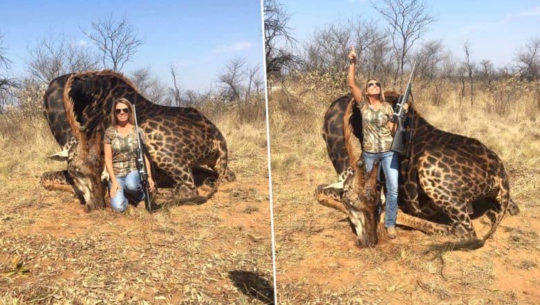 US Female Hunter Trophy Kill ‘Rare’ Black Giraffe and Sharing Pictures of Her ‘Dream Hunt’ Sparks Outrage on Social Media US Female Hunter Trophy Kill ‘Rare’ Black Giraffe and Sharing Pictures of Her ‘Dream Hunt’ Sparks Outrage on Social Media