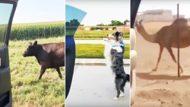 Keke Challenge Is Not Just for Humans! Watch Videos of Cows and Camels Attempting the Viral Dance Challenge