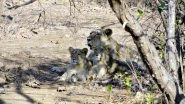 Gujarat's Gir Forest Reserve Where Asiatic Lions Thrive May Soon Become The Next Big Tourist Attraction; Know How