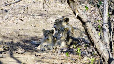 Gujarat's Gir Forest Reserve Where Asiatic Lions Thrive May Soon Become The Next Big Tourist Attraction; Know How