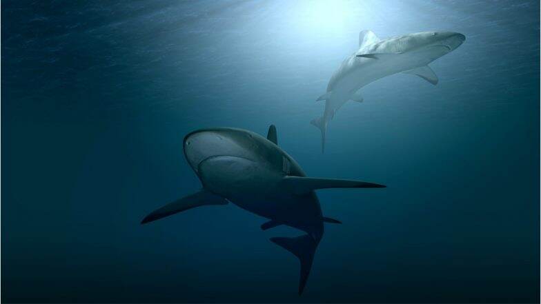 Man Dies in 3rd Shark Attack off Australia Island in 7 Weeks Man Dies in 3rd Shark Attack off Australia Island in 7 Weeks