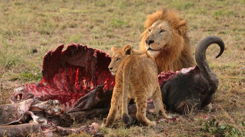 Jungle Justice: Suspected Rhino Poachers Eaten by Lions in South African Reserve