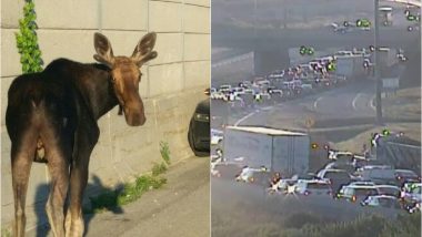 Mumbaikars Struggle With Potholes, While Canadians Commuters Hassled By Wandering Moose At Ottawa Highway (Watch Video)