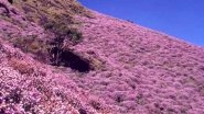 Munnar's Hills in Kerala Adorn Beautiful Neelakurinji Flowers That Bloom Once Every 12 Years; See Pictures