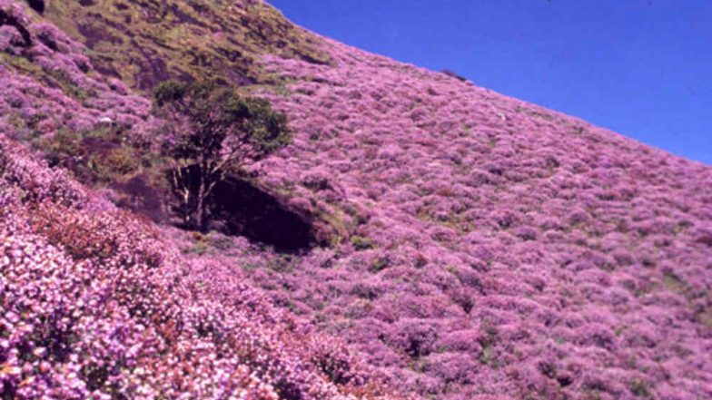 Munnar's Hills in Kerala Adorn Beautiful Neelakurinji Flowers That Bloom Once Every 12 Years; See Pictures