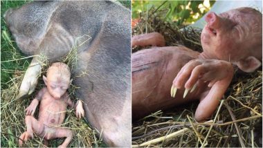 Pig-Human Baby Born in Kenya is Fake! Hybrid Animal is a Silicone Sculpture Created by an Italian Artist (See Viral Pics)