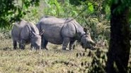 Seven Rhinos Die After Move to a New Park in Kenya