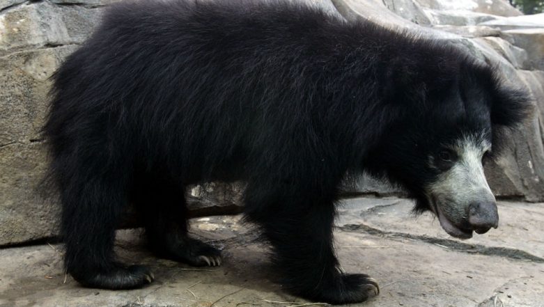 Rajasthan: Sloth Bears Attack 2 Army Personnel, Jawan Killed at Chambal ...