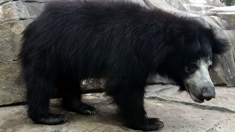Rajasthan: Sloth Bears Attack 2 Army Personnel, Jawan Killed at Chambal River Bank