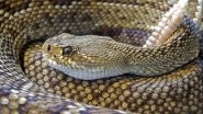 60 Poisonous Snakes Found in School Kitchen in Maharashtra's Hingoli