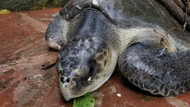 Olive Ridley Sea Turtle Rescued From Mumbai's Juhu Chowpatty