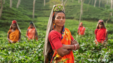 World Record at Guwahati Tea Auction Centre: Brew From Dibrugarh Tea Estate Sold at Rs 39,001/Kg