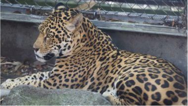 Three-Year-Old Jaguar Escaped from New Orleans Zoo, Killing at Least Six Other Animals