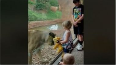 Lioness at Oklahoma Zoo Fascinated with Stuffed Simba Toy: Watch Cute Video