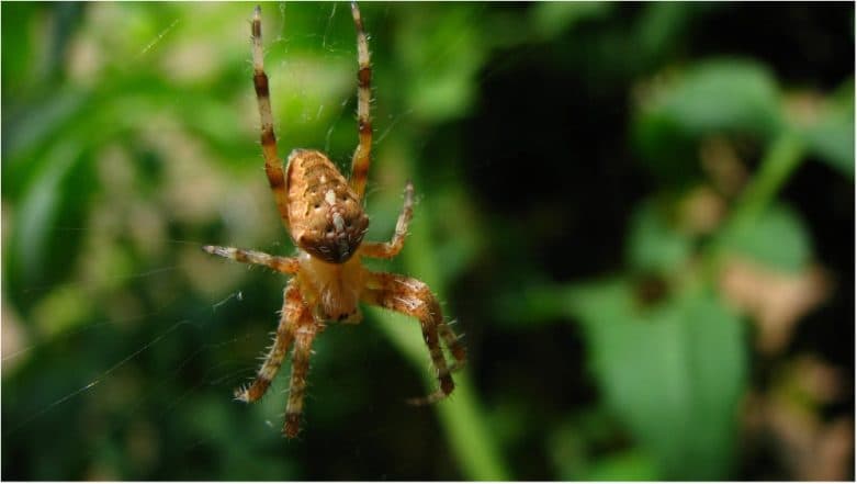 Kansas Woman Lost All Tissues in Her Left Arm After Contracting 'Flesh-Eating Bacteria' from a Spider Bite Kansas Woman Lost All Tissues in Her Left Arm After Contracting 'Flesh-Eating Bacteria' from a Spider Bite