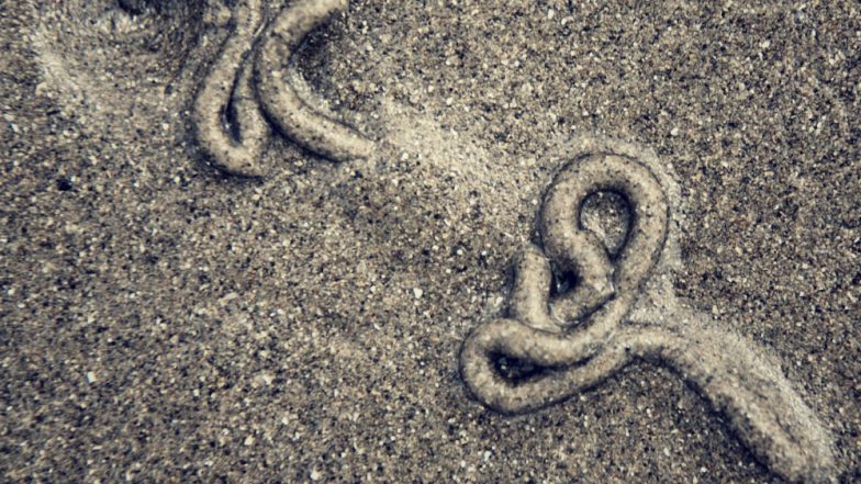 Shocking! Worms Frozen For 42000 Years in Siberia Come Back to Life