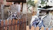 Zoo in Cairo Paints Donkeys Black and White to Pass Them Off As Zebras, Director Denies They Are Fake!