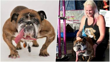 Zsa Zsa, The English Bulldog who Won World's Ugliest Dog 2018 Title Dies at 9