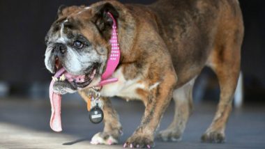 World's Ugliest Dog Zsa Zsa Passes Away at 9