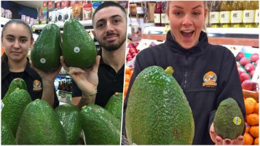 Giant Avocados Arrive in Australia’s Supermarkets! Pics of Avozilla- the Biggest One Can Buy