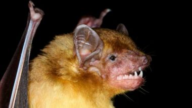 Two Adorable Lemon-Yellow Bat Species Discovered by Scientists in Kenya