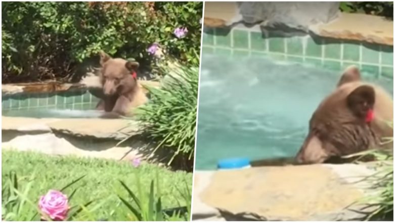 Bear Relaxing in a Hot Tub Drinking Margarita in California, Video Goes ...