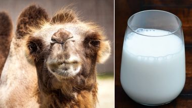 Amul Test-Launches Camel Milk in Select Gujarat Markets