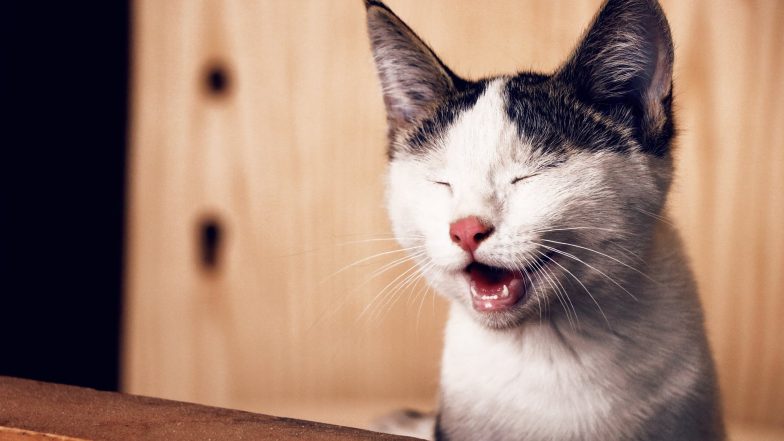 Cat Poop Can Help You Make a Better Entrepreneur and Decision Maker