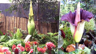 Giant and Stinkiest 'Corpse Flower' is About to Bloom in Vancouver Soon