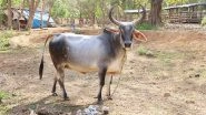 Cow Goes Missing! Owner Brutally Thrashed in Madhya Pradesh