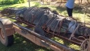 Rangers Finally Capture Giant Crocodile Weighing 600kg After 10-Year-Long Hunt in Australia (Watch Video)