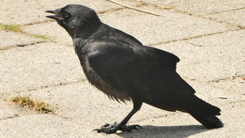 Bird Flu Alert in Gurugram After 11 Crows Found Dead