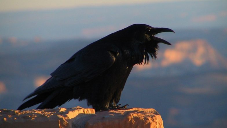 Bird Flu? Over 24 Crows Found Dead in Litchi Farms in Bihar's Muzaffarpur District