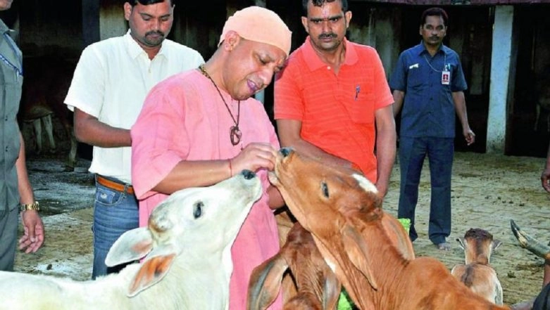 Yogi Government To Set Up Cow Shelters in 12 Districts Jails of Uttar ...