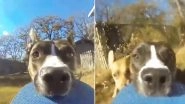 Dog Runs Away With a GoPro and The Footage is Going Viral, Watch Video