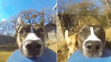 Dog Runs Away With a GoPro and The Footage is Going Viral, Watch Video