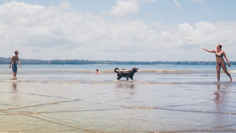 Is Taking Your Dog to the Beach Safe? Florida Pet Labrador Died of Saltwater Poisoning, Know All About This Deadly Condition
