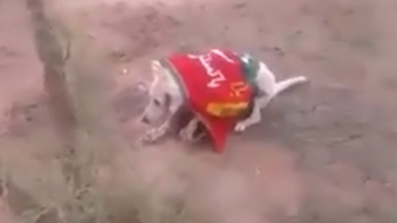 Dog in Pakistan Wrapped in PTI Flag, Shot Dead; Ghastly Video Going Viral