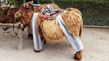 Donkeys Wearing Fashionable Pants Are a New Trend? Watch Pics!