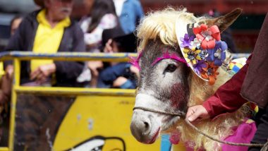 Donkey Dressed as Farmgirl Wins at a Annual Donkey Contest in Columbia